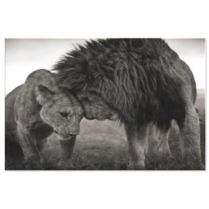 Toile Lion Amour Félin